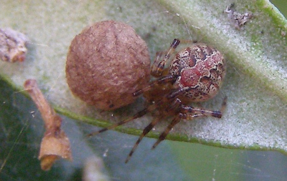 Theridion_pinastri-5.jpg