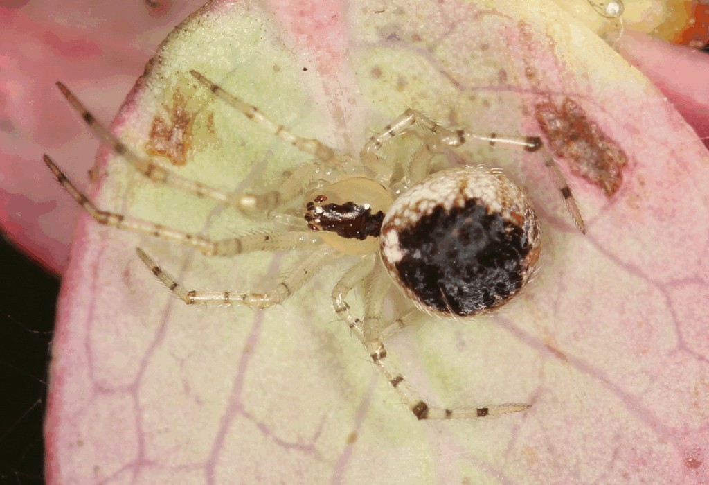 Theridion_varians-1.jpg
