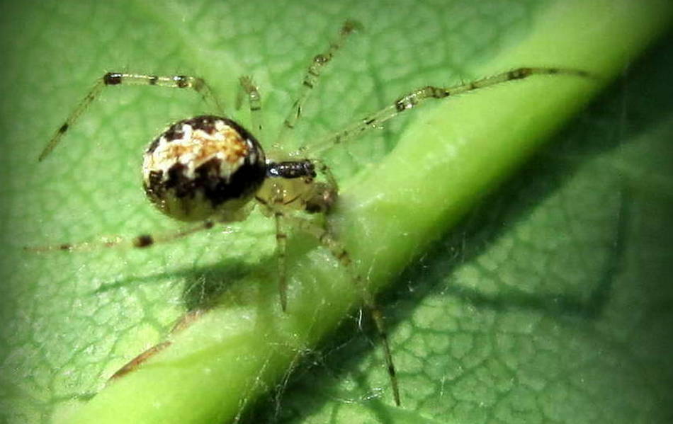 Theridion_varians-2.jpg
