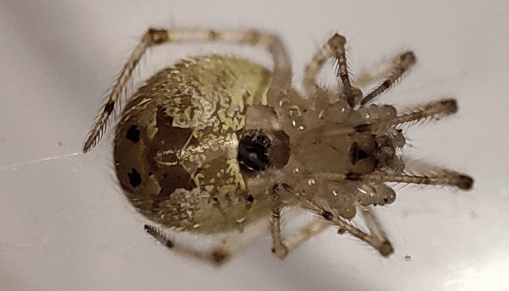 Theridion_varians-3.jpg