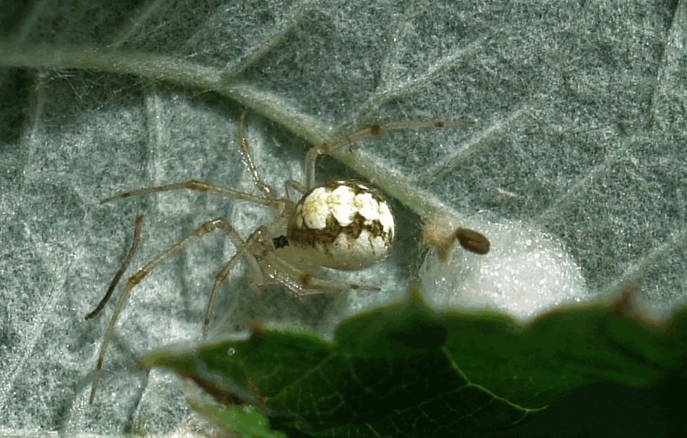 Theridion_varians-4.jpg
