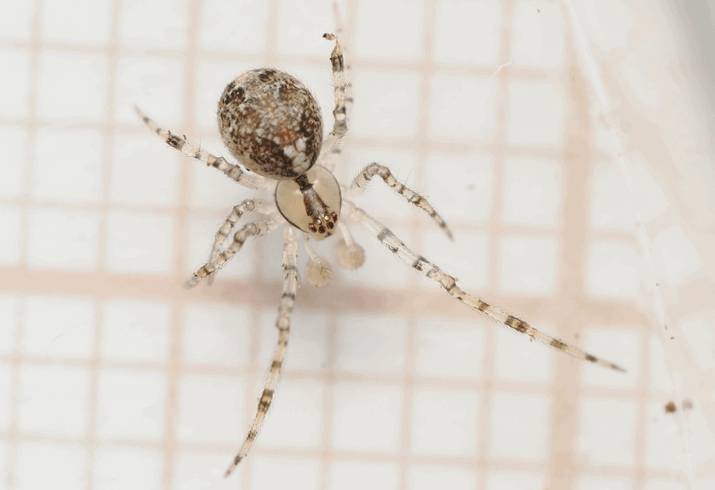 Theridion_varians-5.jpg