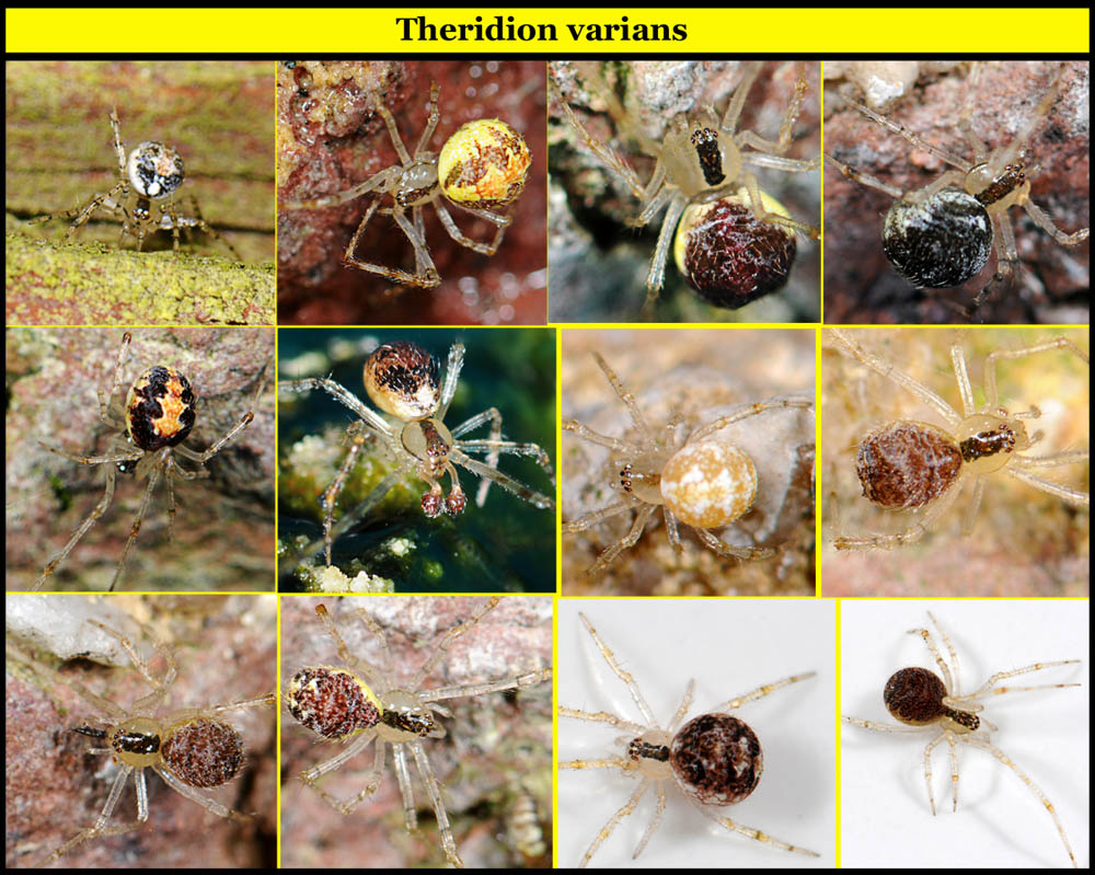 Theridion_varians-6.jpg