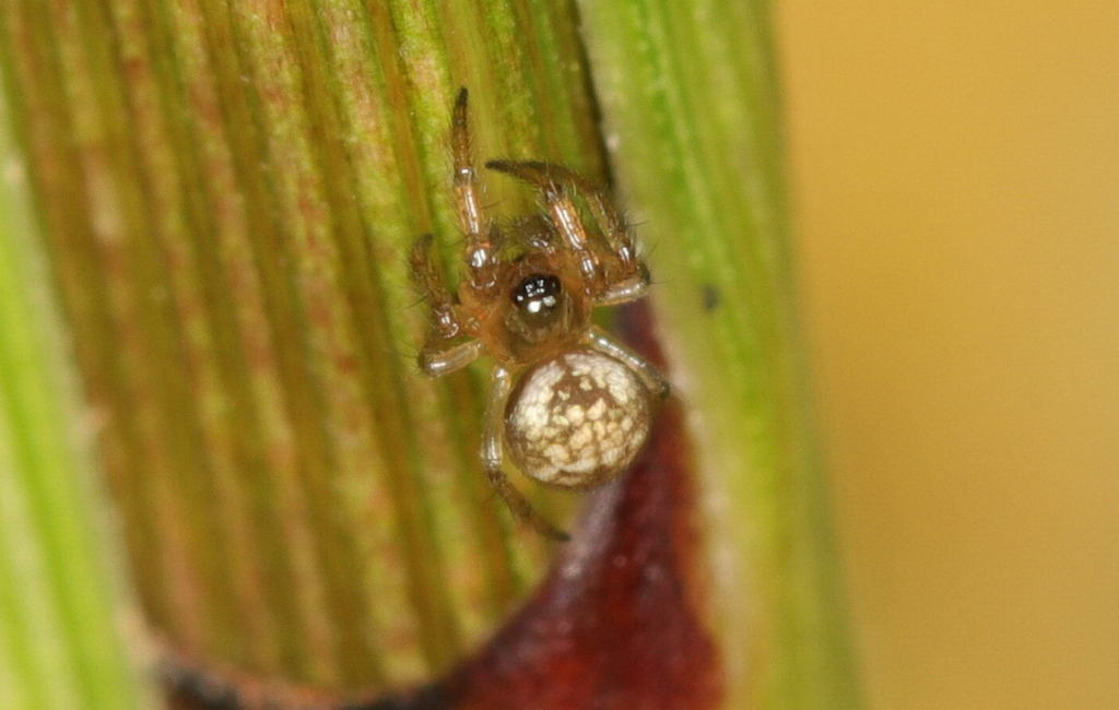 Theridiosoma_gemmosum-1.jpg