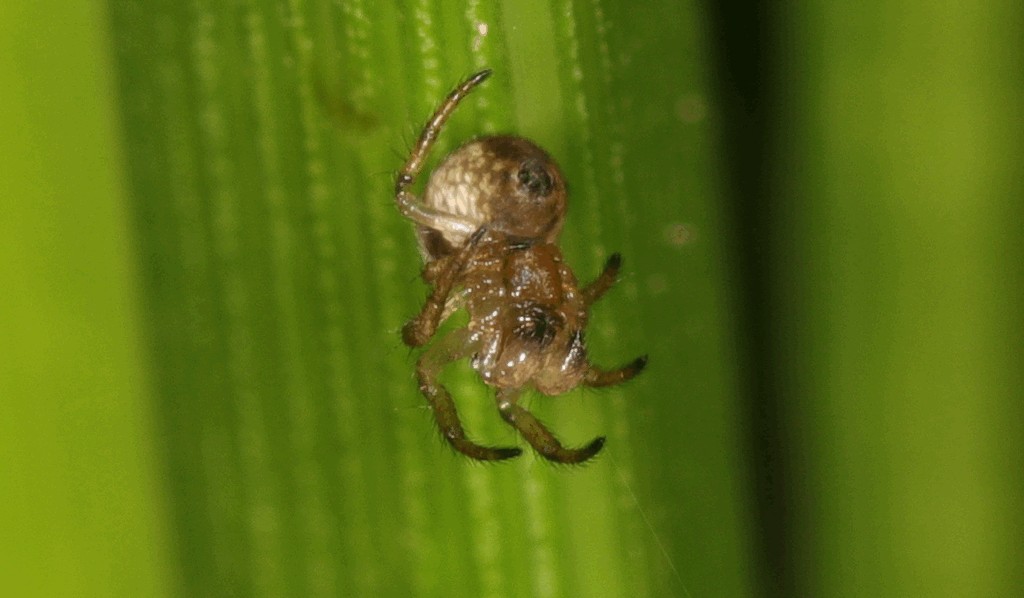 Theridiosoma_gemmosum-2.jpg