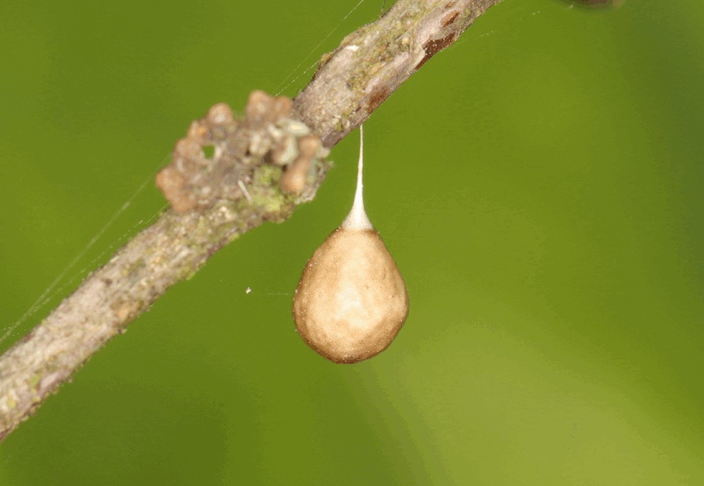 Theridiosoma_gemmosum-3.jpg