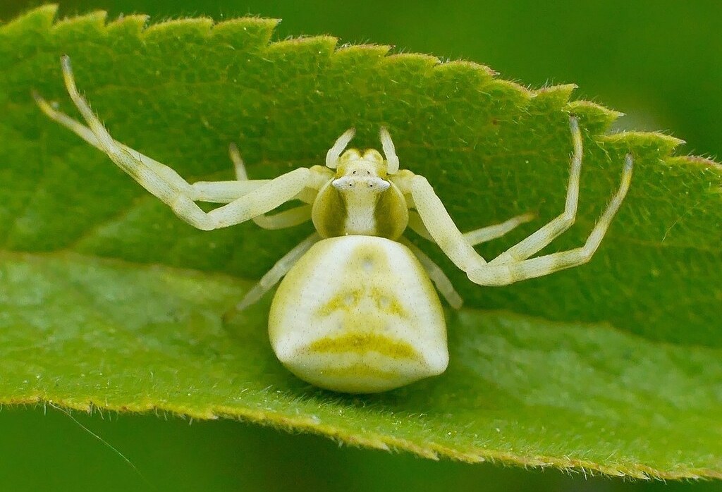 Thomisus_onustus-1.jpg