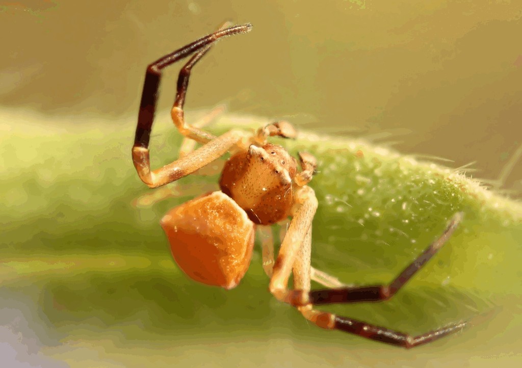 Thomisus_onustus-2.jpg