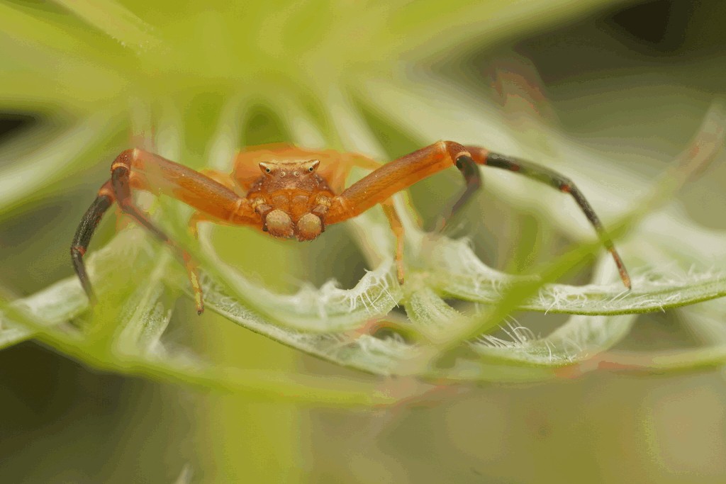 Thomisus_onustus-4.jpg