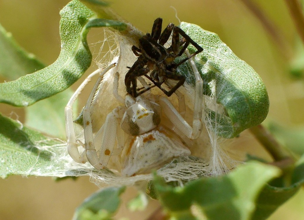 Thomisus_onustus-5.jpg