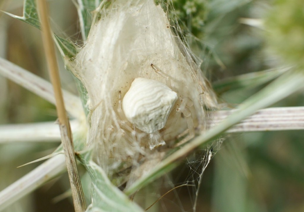 Thomisus_onustus-6.jpg