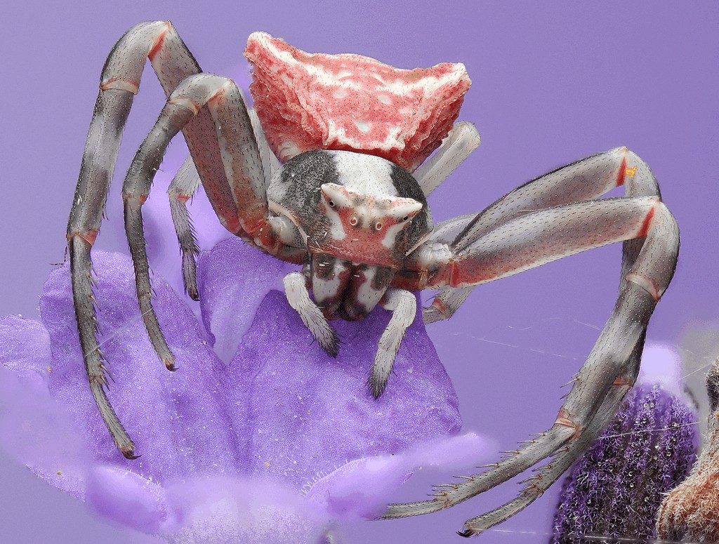 Thomisus_onustus-7.jpg