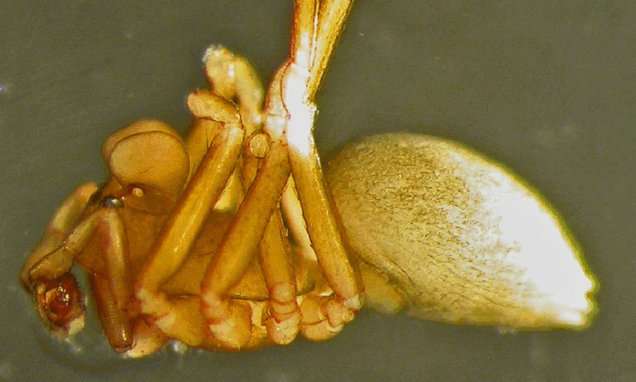 Thyreosthenius_biovatus-2.jpg