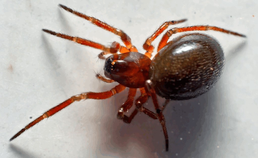 Thyreosthenius_parasiticus-1a.jpg