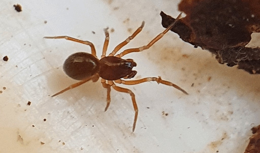 Thyreosthenius_parasiticus-2a.jpg
