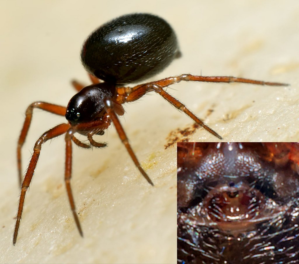 Thyreosthenius_parasiticus-3.jpg