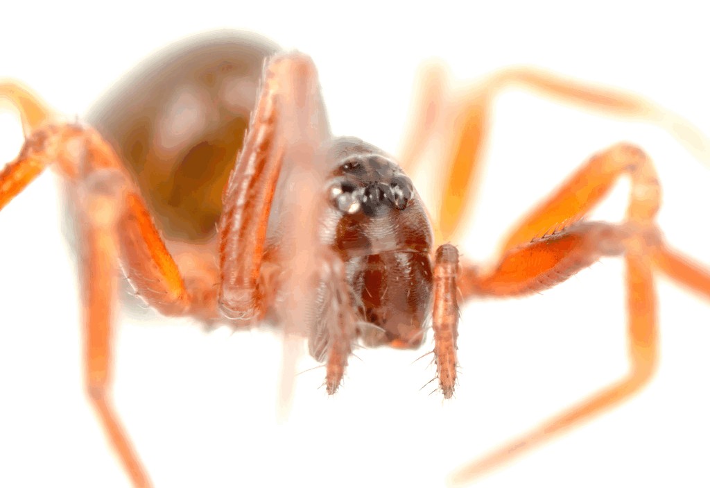 Thyreosthenius_parasiticus-4a.jpg