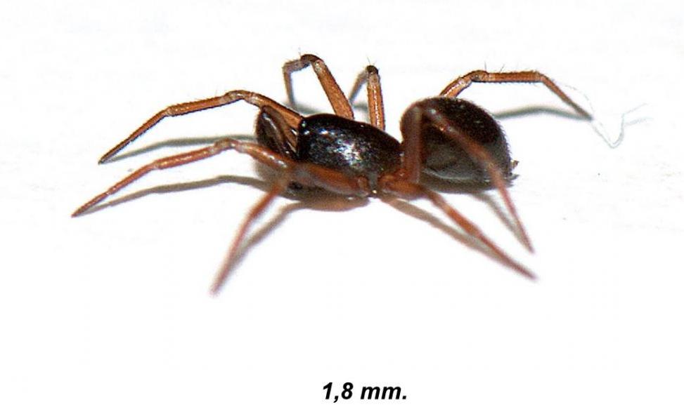 Tiso_vagans-1.jpg