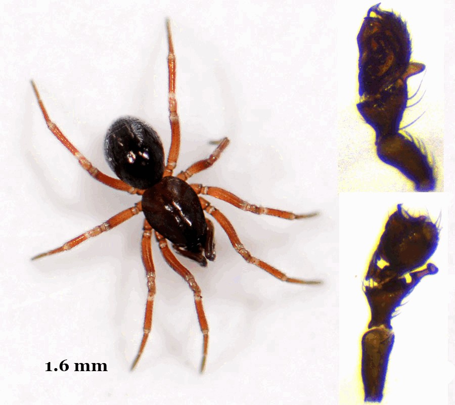 Tiso_vagans-3a.jpg