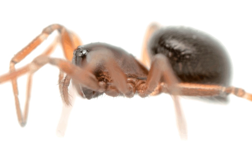 Tiso_vagans-4a.jpg