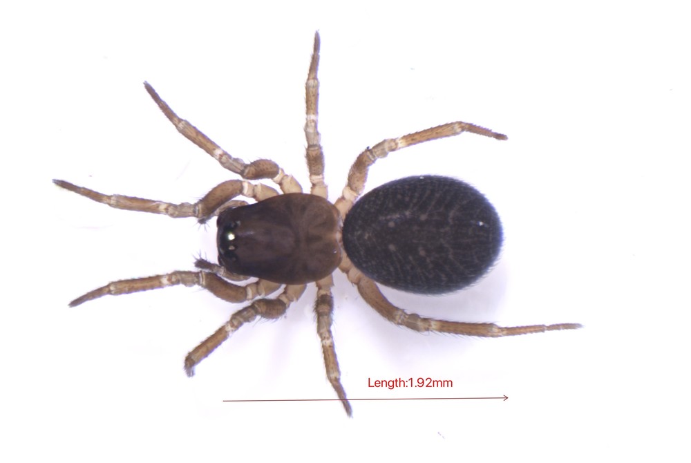 Tiso_vagans-5.jpg