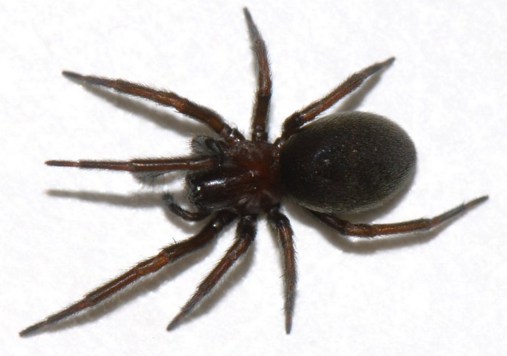 Titanoeca_tristis-1.jpg