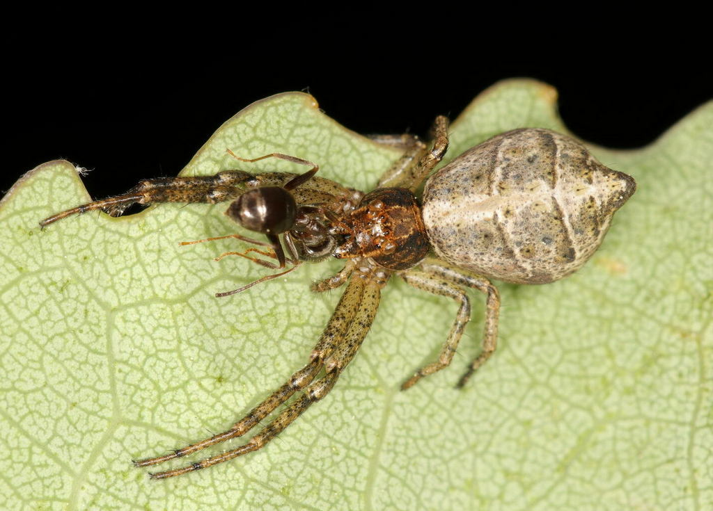 Tmarus_piger-1.jpg