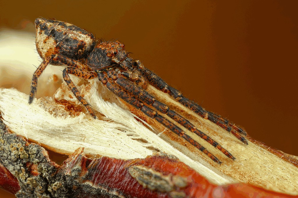 Tmarus_piger-2.jpg
