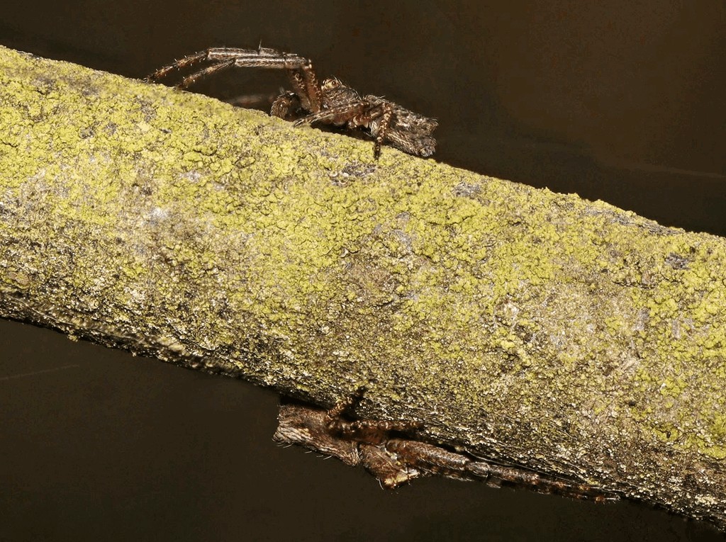 Tmarus_piger-3.jpg
