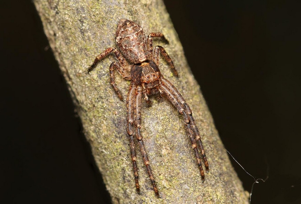 Tmarus_piger-5.jpg