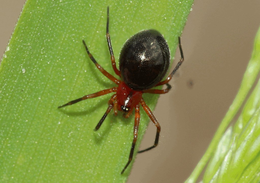 Trematocephalus_cristatus-1.jpg