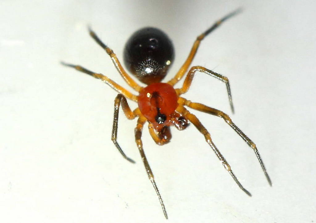 Trematocephalus_cristatus-2.jpg