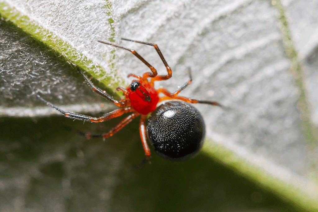 Trematocephalus_cristatus-3.jpg