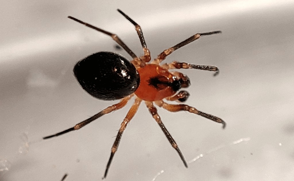 Trematocephalus_cristatus-4.jpg