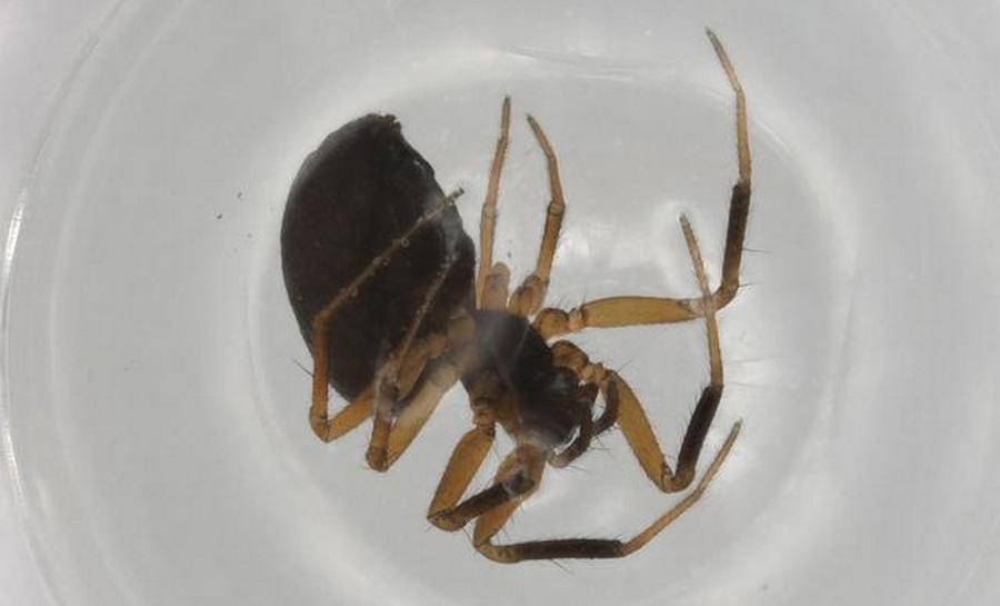 Trichoncus_saxicola-0.jpg