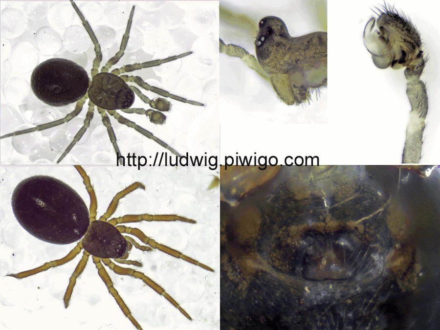 Trichopterna_cito-4.jpg
