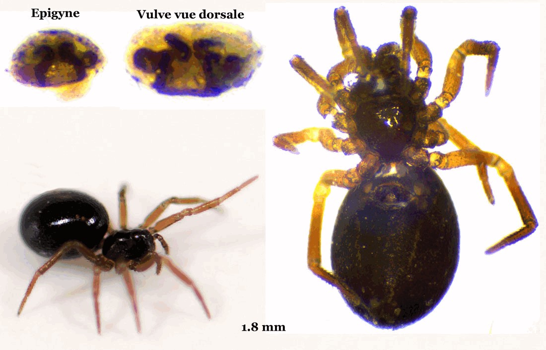 Trichopterna_cito-6a.jpg