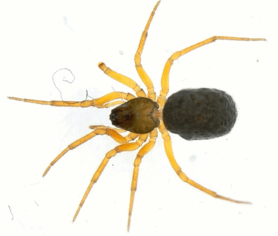 Trichopternoides_thorelli-1.jpg