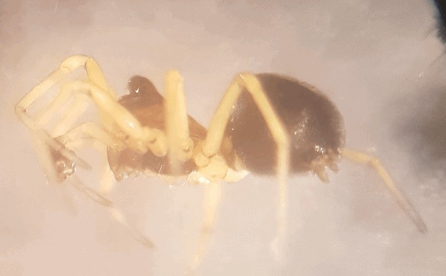 Trichopternoides_thorelli-2a.jpg