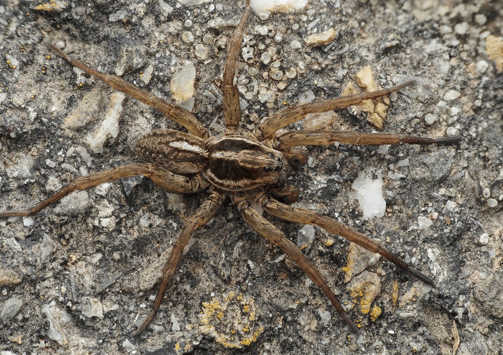 Trochosa_robusta-1.jpg