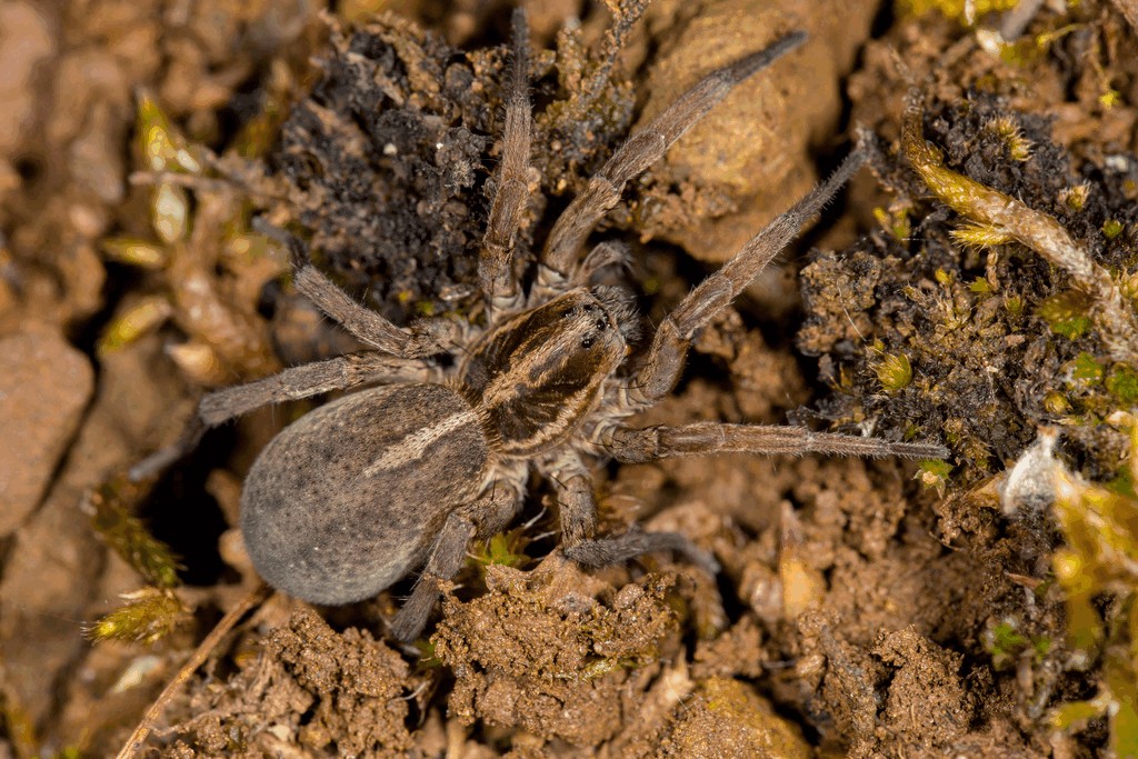 Trochosa_robusta-3.jpg