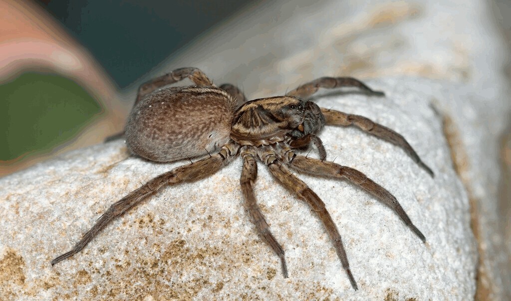 Trochosa_robusta-4.jpg