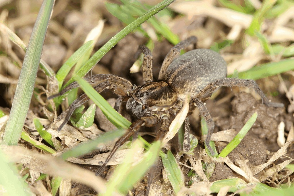 Trochosa_ruricola-1.jpg