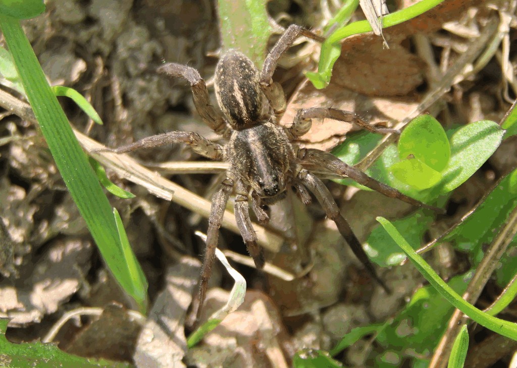 Trochosa_ruricola-2.jpg