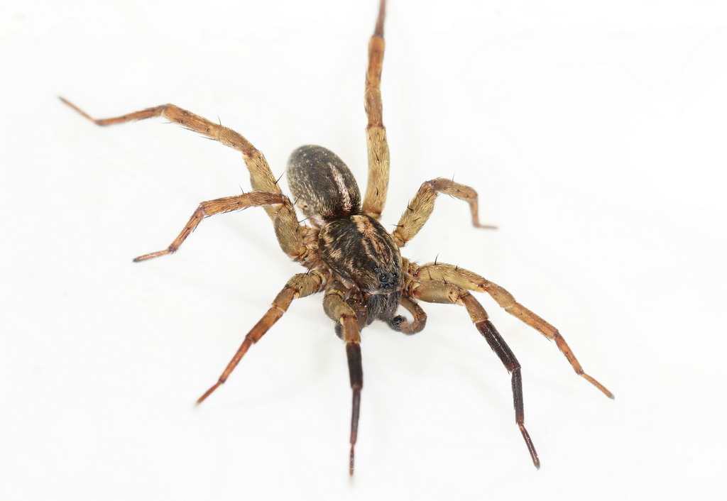 Trochosa_ruricola-3.jpg