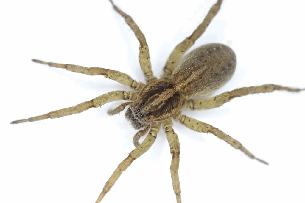 Trochosa_ruricola-4.jpg