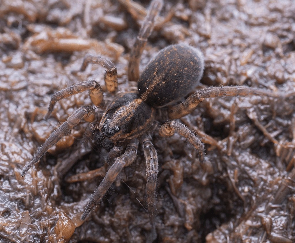 Trochosa_spinipalpis-1.jpg