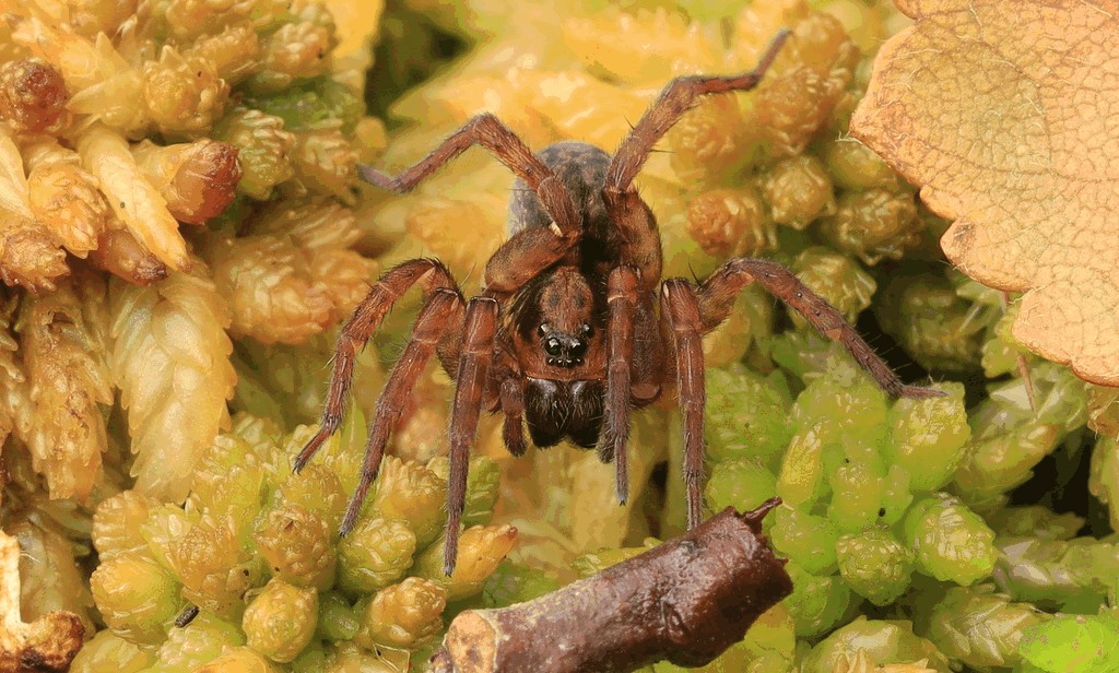 Trochosa_spinipalpis-2.jpg