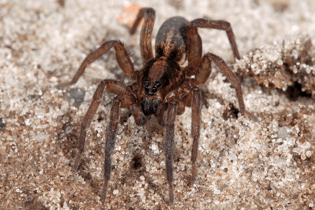 Trochosa_spinipalpis-4.jpg