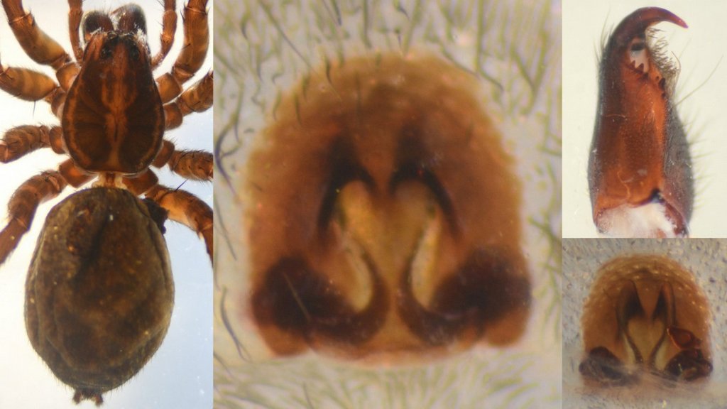 Trochosa_spinipalpis-5.jpg